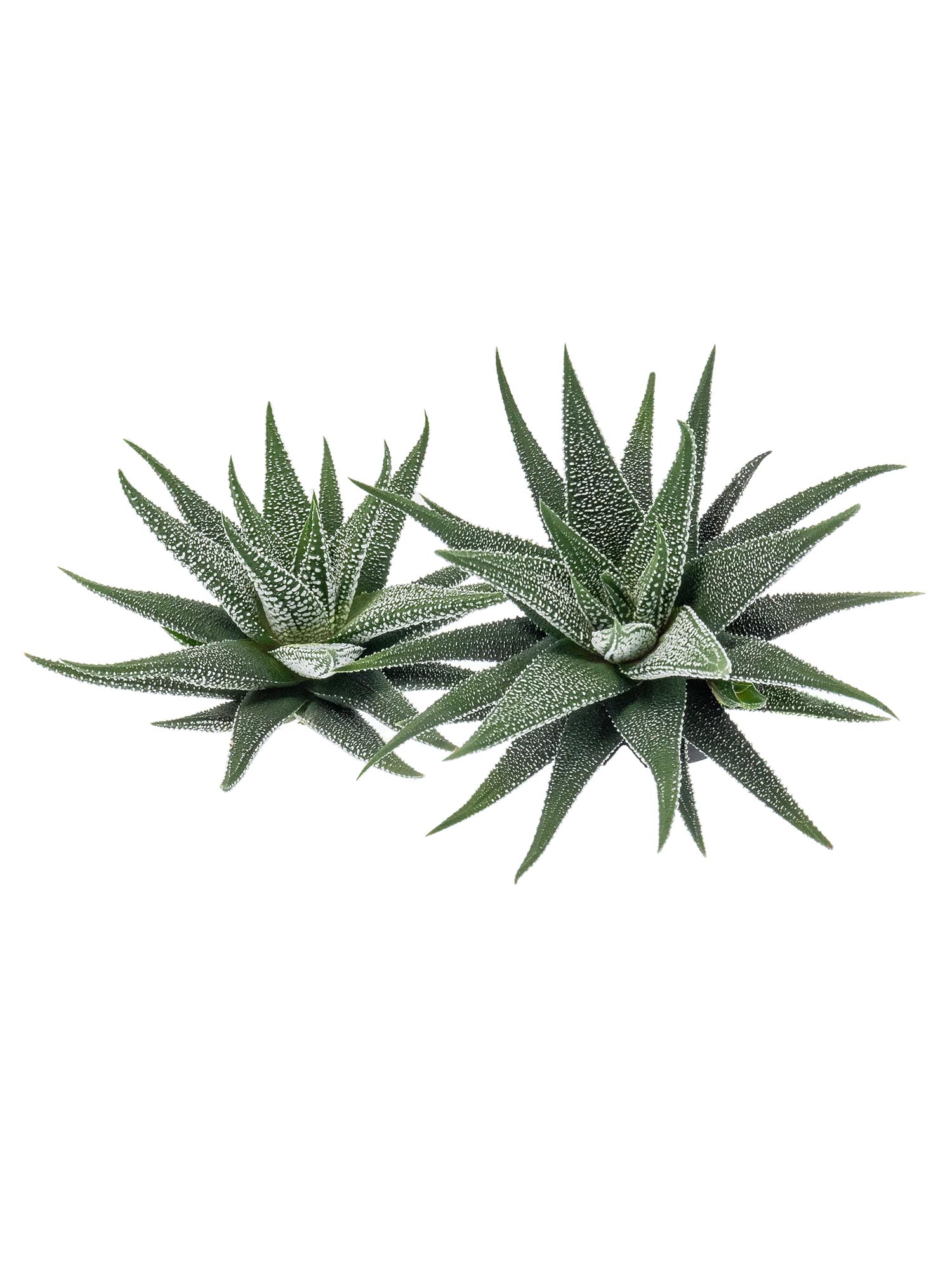 blumigo-haworthia-fasciata-concolor-sukkulente-gr-n-wei-topfpflanze image 4