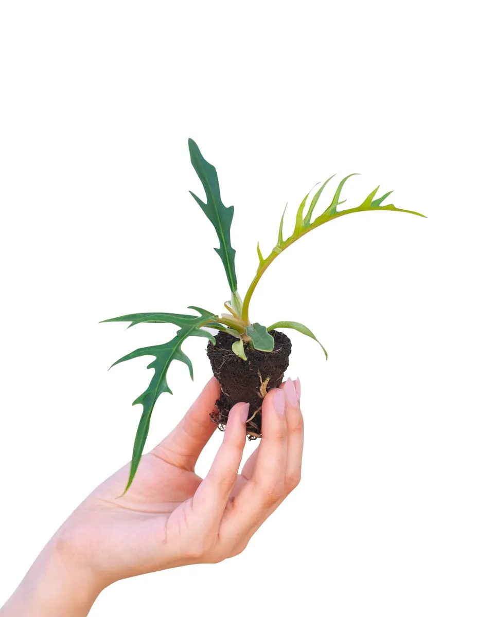 plnts-babyplnts-philodendron-tortum-zimmerpflanze-10-cm image 1