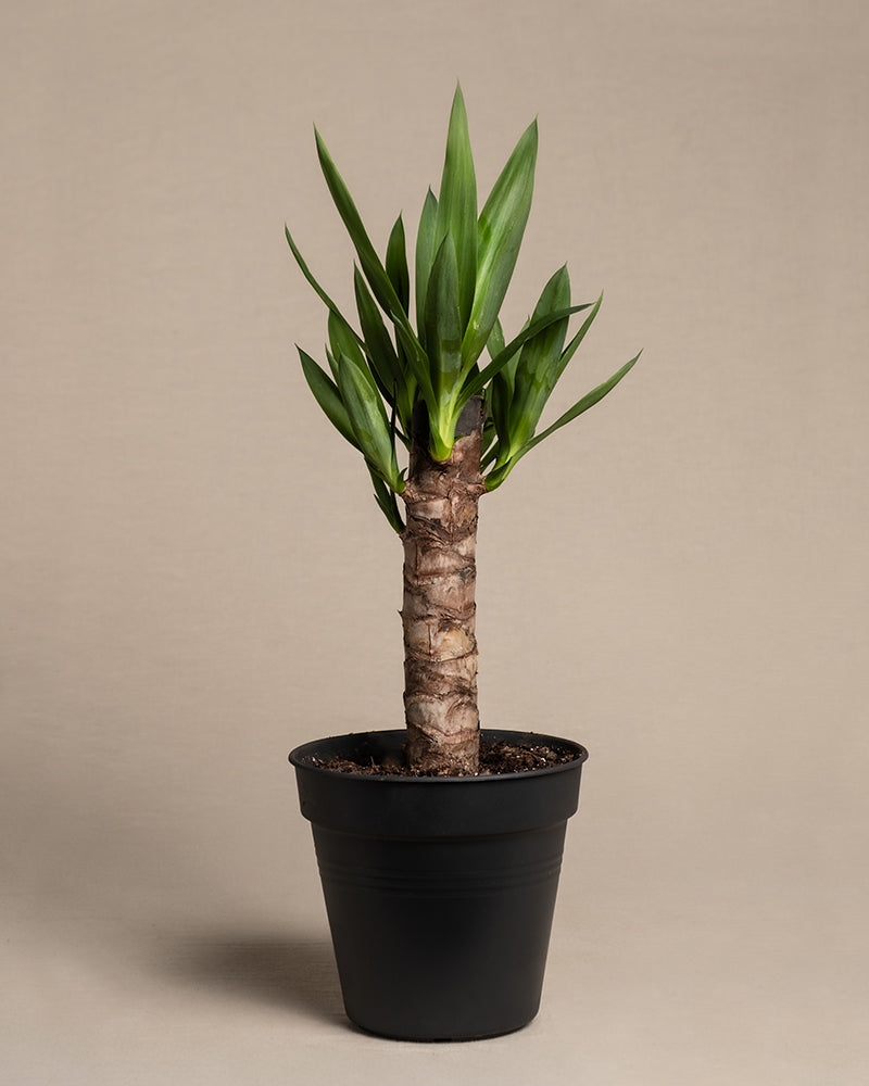 feey-variado-kleine-yucca-zimmerpflanze-ohne-bertopf image 3