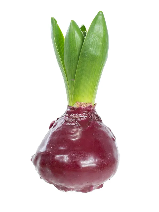 blumigo-gewachste-hyazinthenknollen-fr-hlingsknollen-dunkelrot image 1