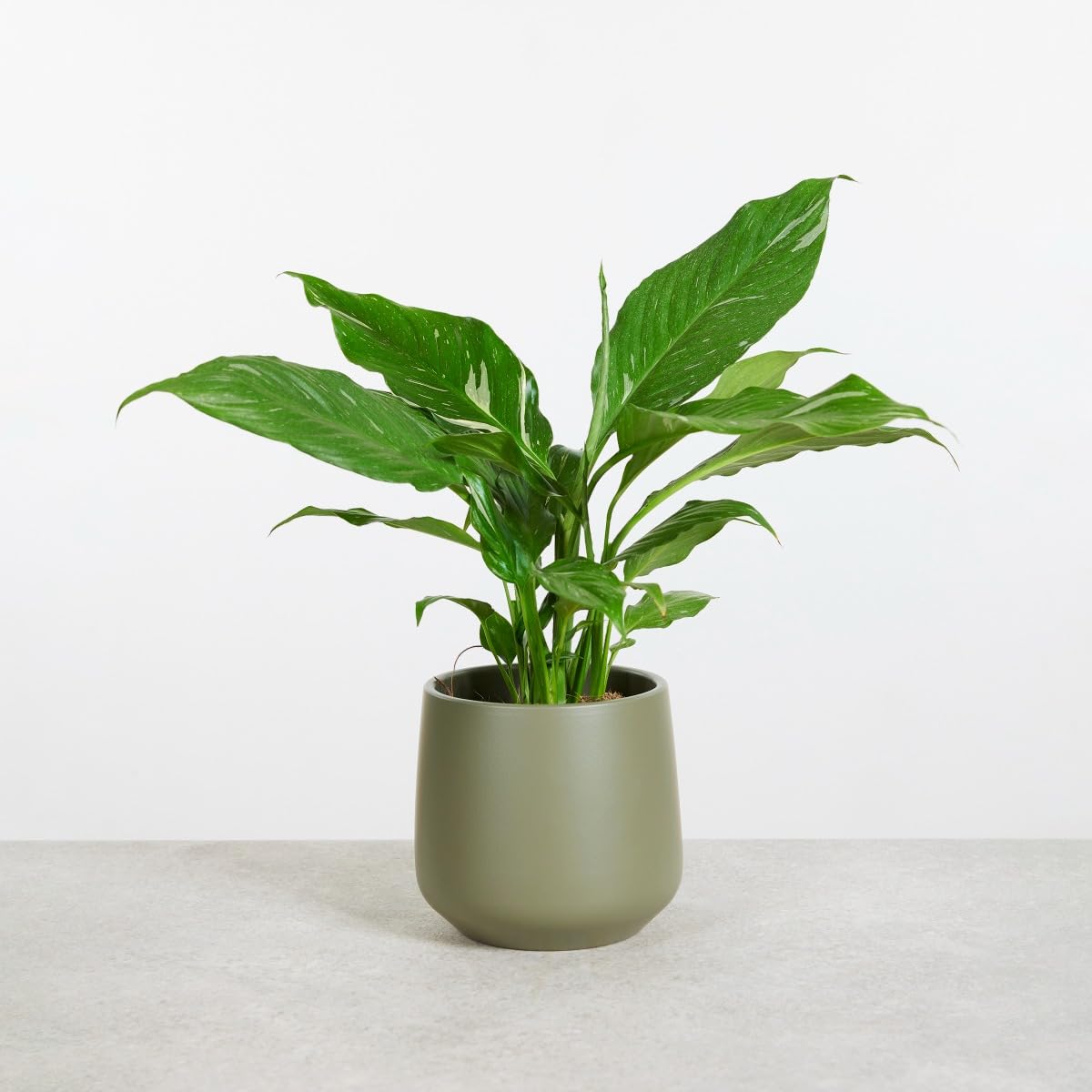 plnts-rareplnts-spathiphyllum-diamond-zimmerpflanze-30cm-panaschiert image 6