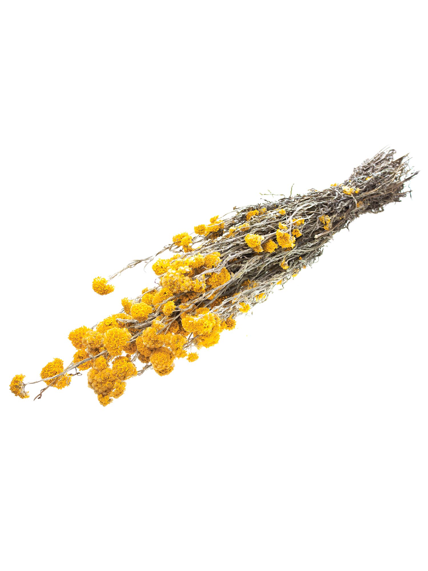 blumigo-trockenblumen-helipterum-sandfordii-natur image 3