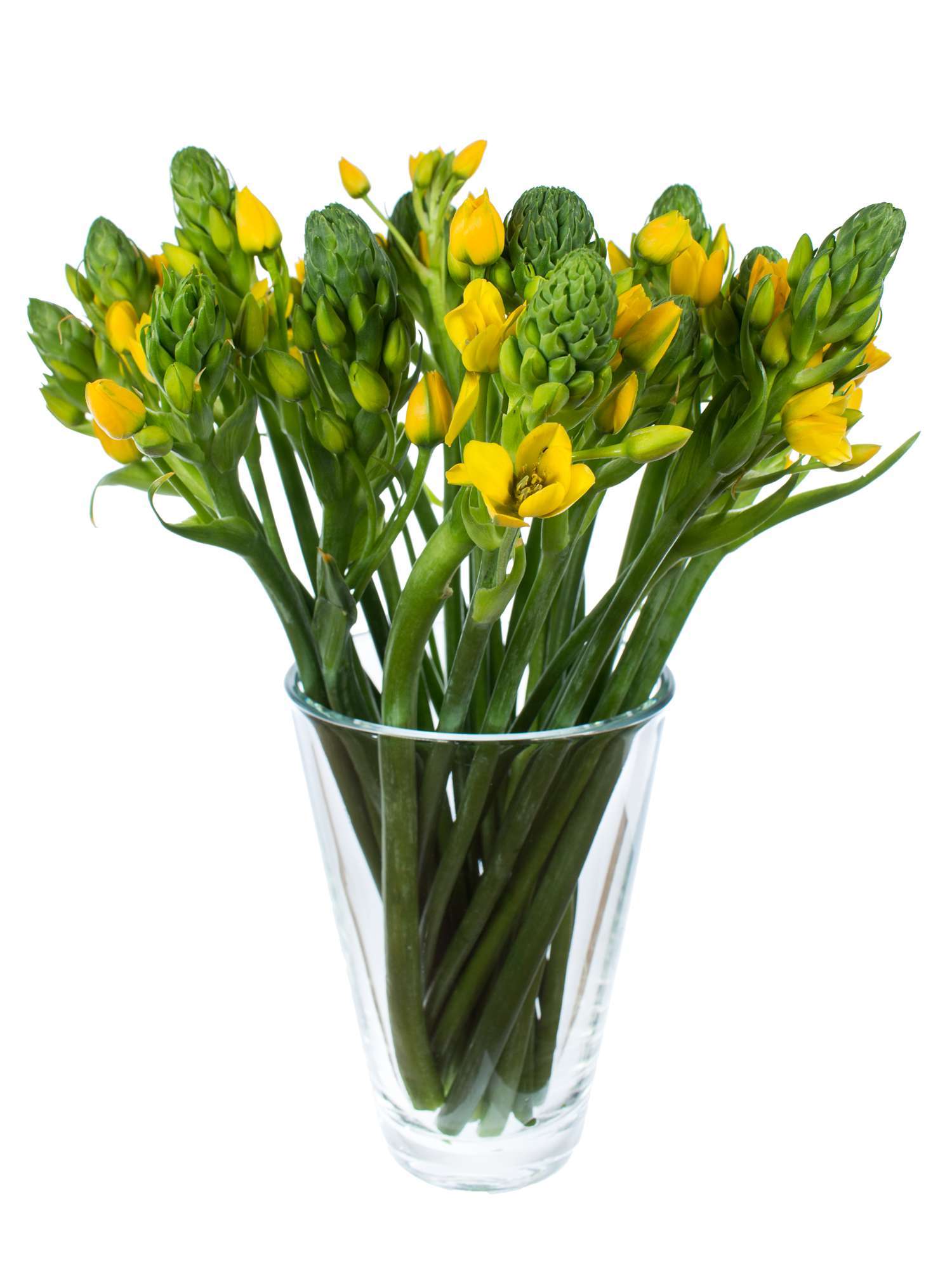 blumigo-fr-hlingsknollen-ornithogalum-yellow-asa-schnittblume-gelb image 2