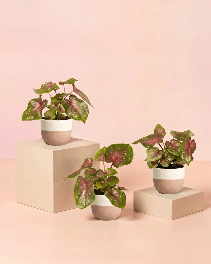 feey-variado-baby-caladium-casey-3er-set-buntblatt-ohne-bertopf image 5