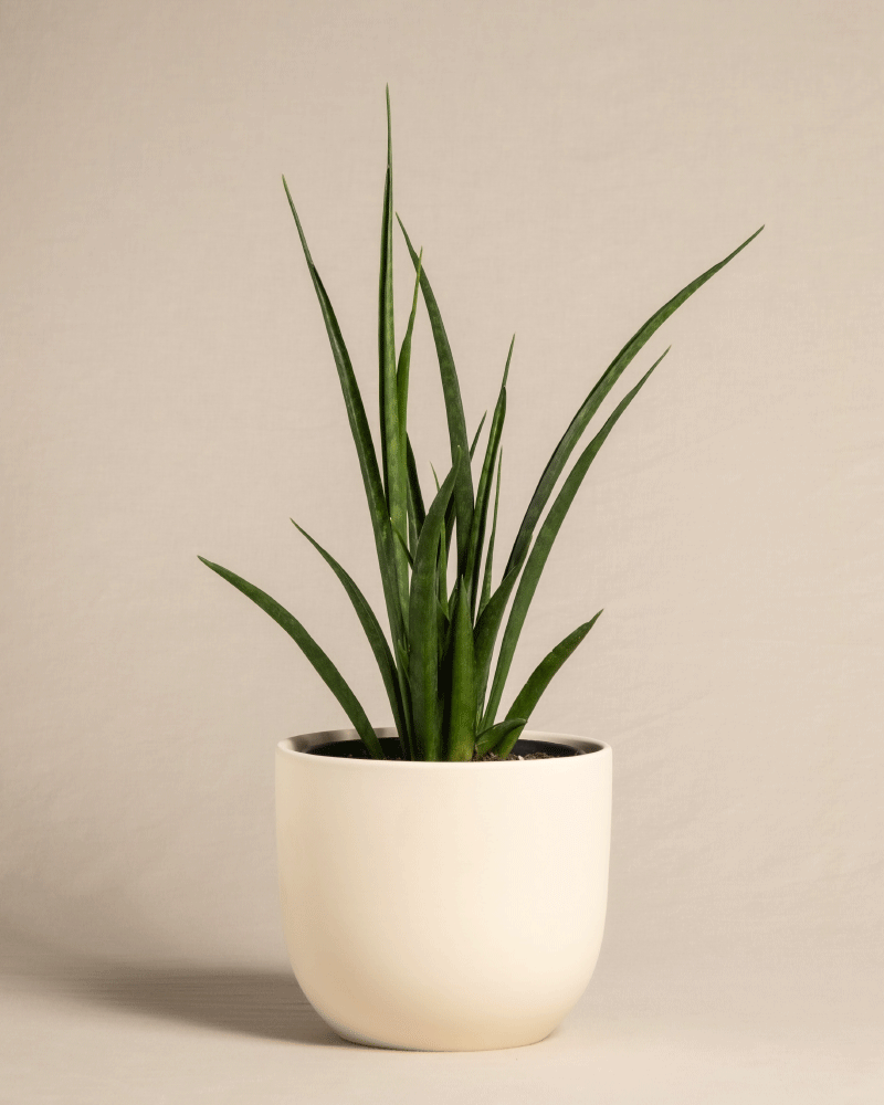 feey-variado-sansevieria-friends-zimmerpflanze-ohne-bertopf image 6
