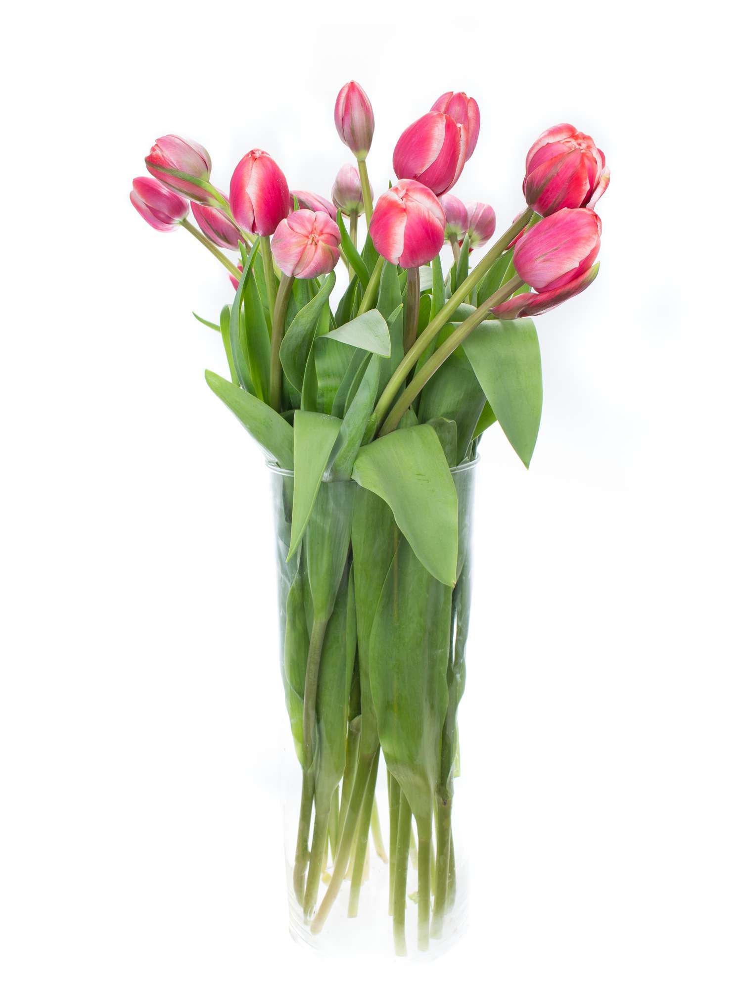 blumigo-tulpen-drumline-gef-llt-schnittblume-pink-creme-1-stiel image 4