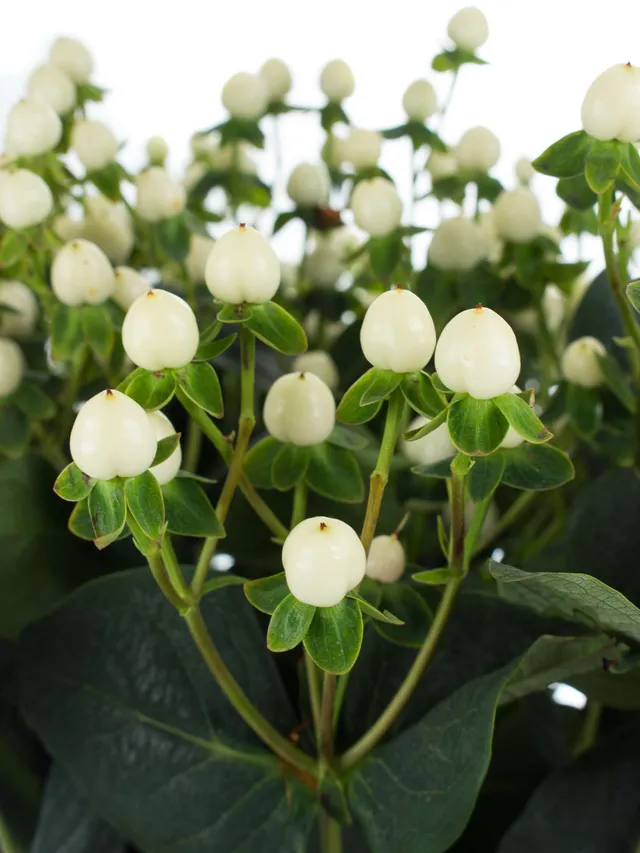 blumigo-exklusives-greenery-hypericum-coco-uno-wei-creme-bund image 1