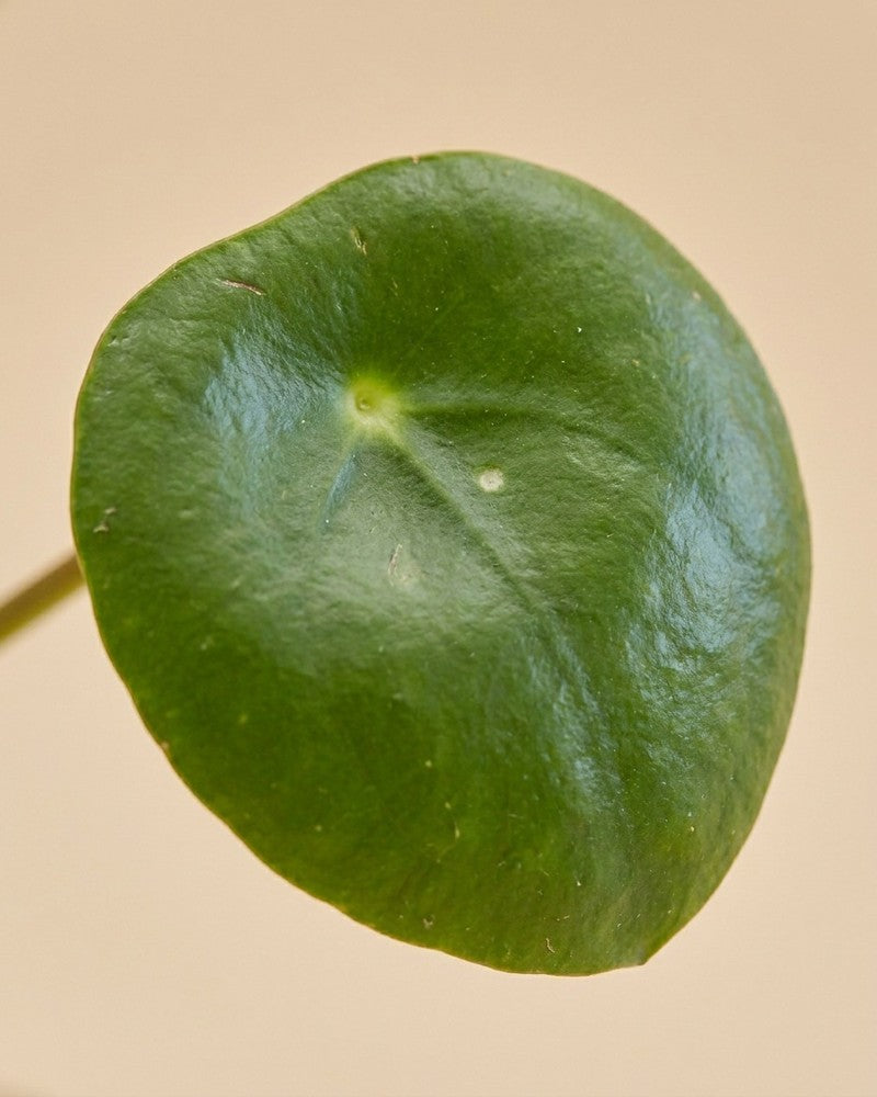 feey-variado-ufopflanze-pilea-zimmerpflanze-tierfreundlich image 4