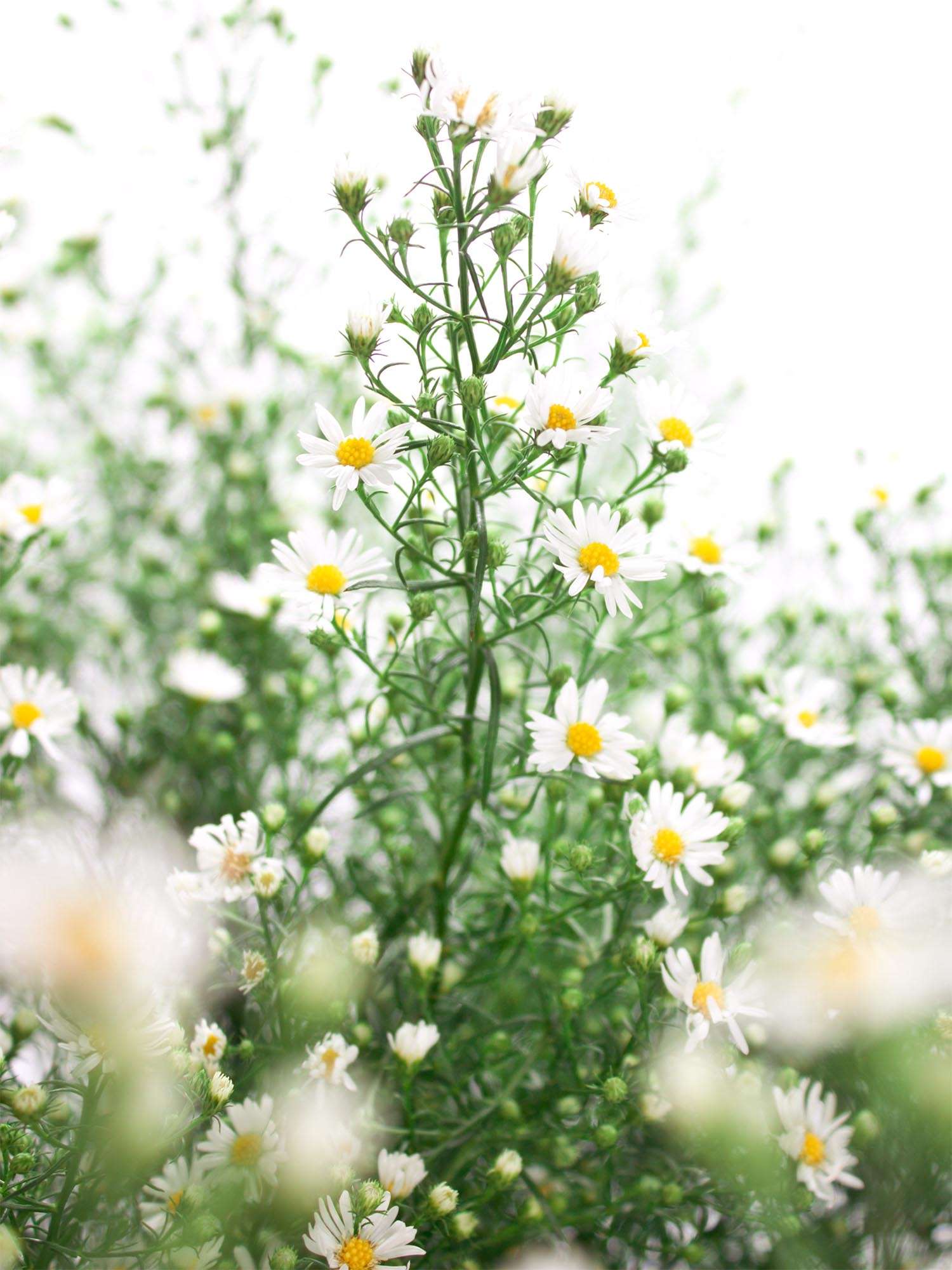 blumigo-blattwerk-septemberkraut-bindegr-n-wei-bund image 1