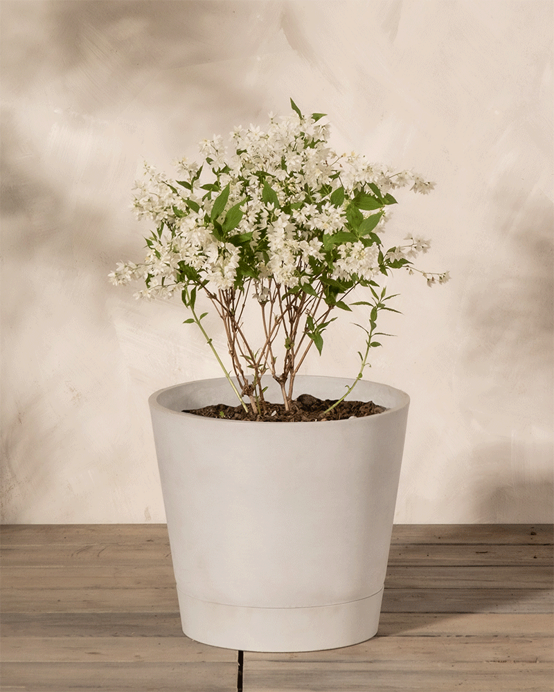 feey-amsterdam-deutzia-gracilis-bl-tenstrauch-ohne-topf image 5