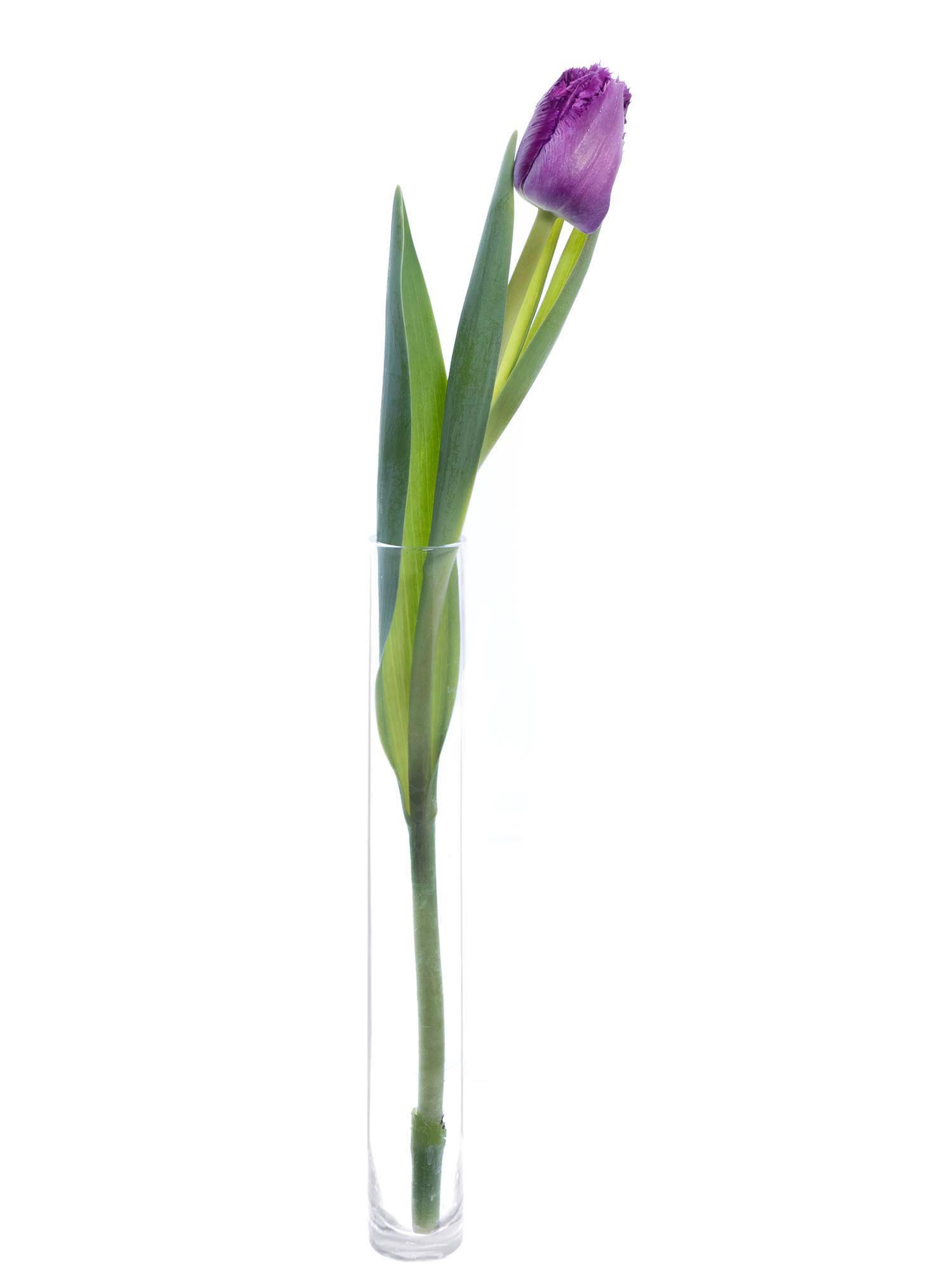 blumigo-tulpen-san-clemente-gefranst-violett image 3