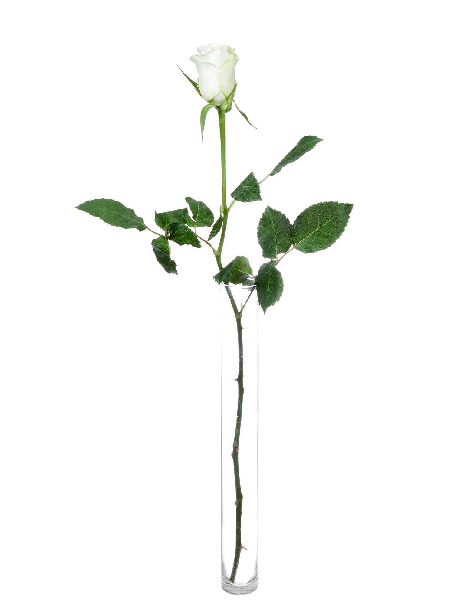blumigo-rosen-aspen-rose-wei-schnittrose image 3