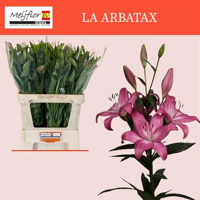 blumigo-blattwerk-und-bindegr-n-lilie-arbatax-pink-schnittblume image 1