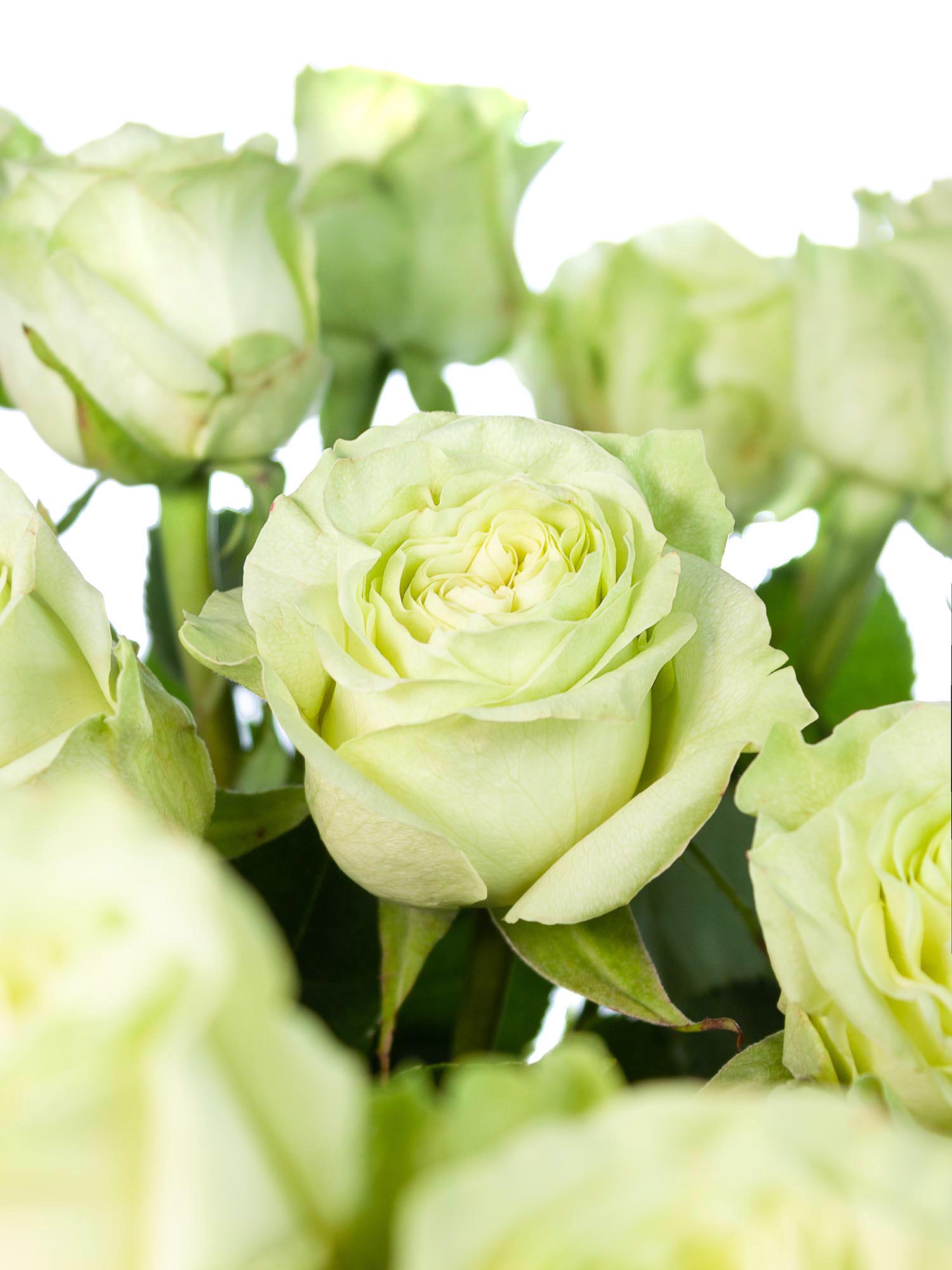 blumigo-rosen-moonstone-schnittrose-wei-gr-n image 1