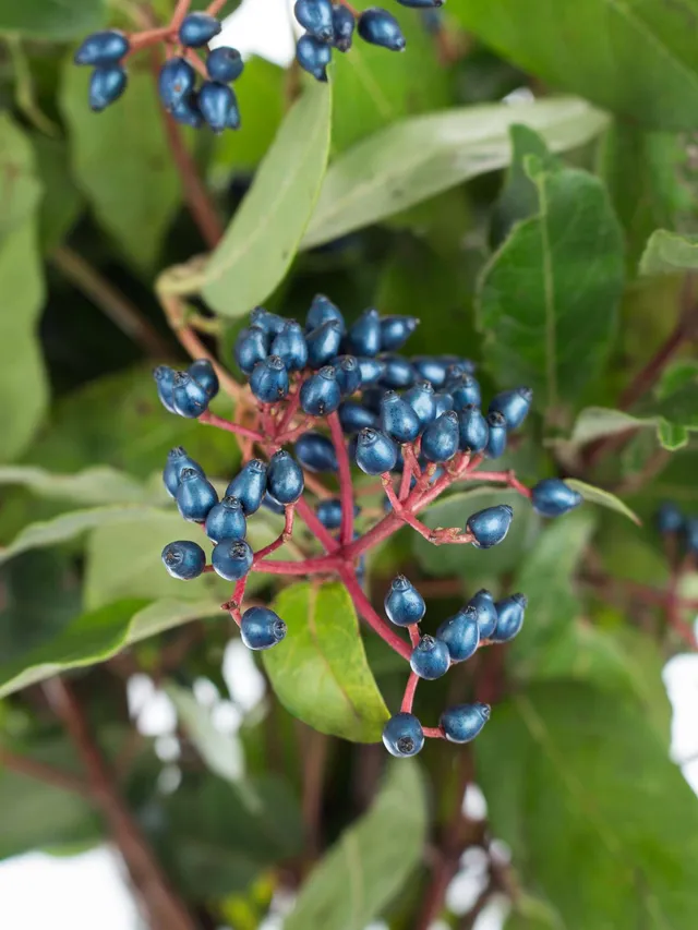 blumigo-viburnum-schneeball-blau-beeren-greenery-stiel image 1