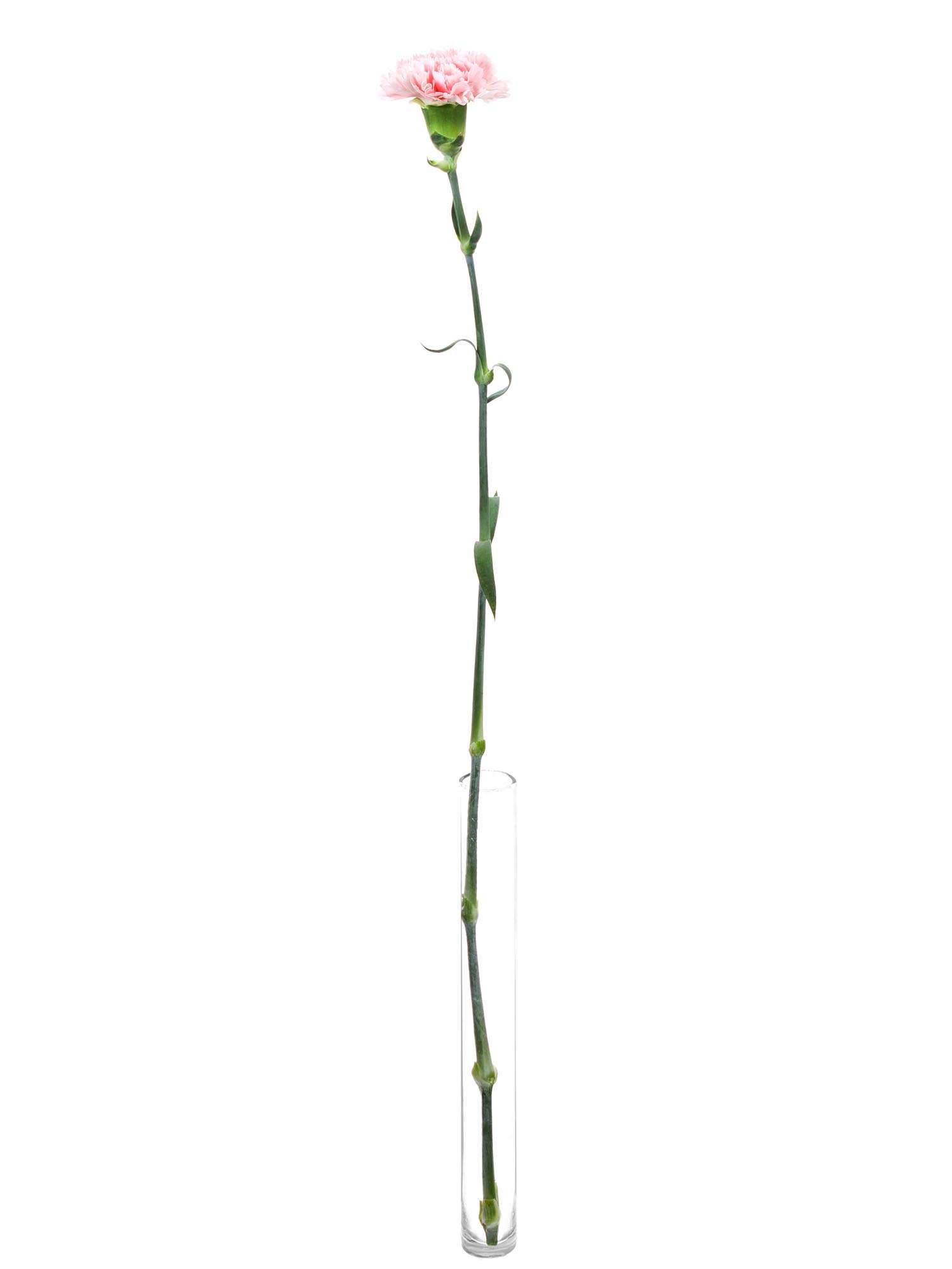 blumigo-nelken-jodie-edelnelke-rosa image 4