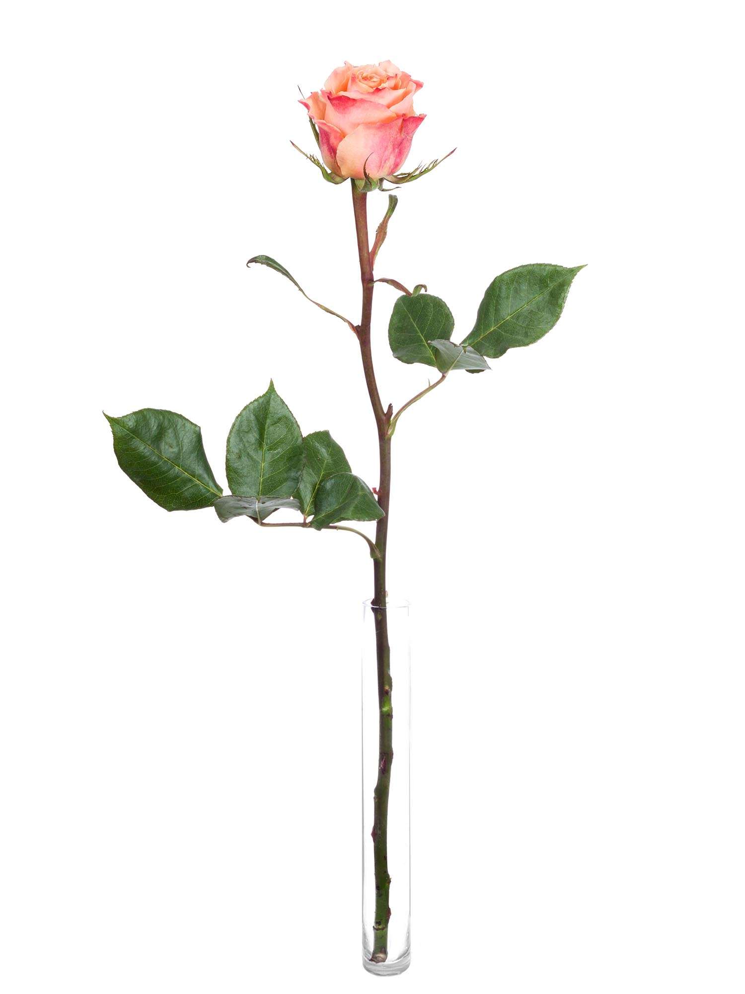 blumigo-rosen-carpe-diem-schnittrose-orange-creme-zweifarbig image 3