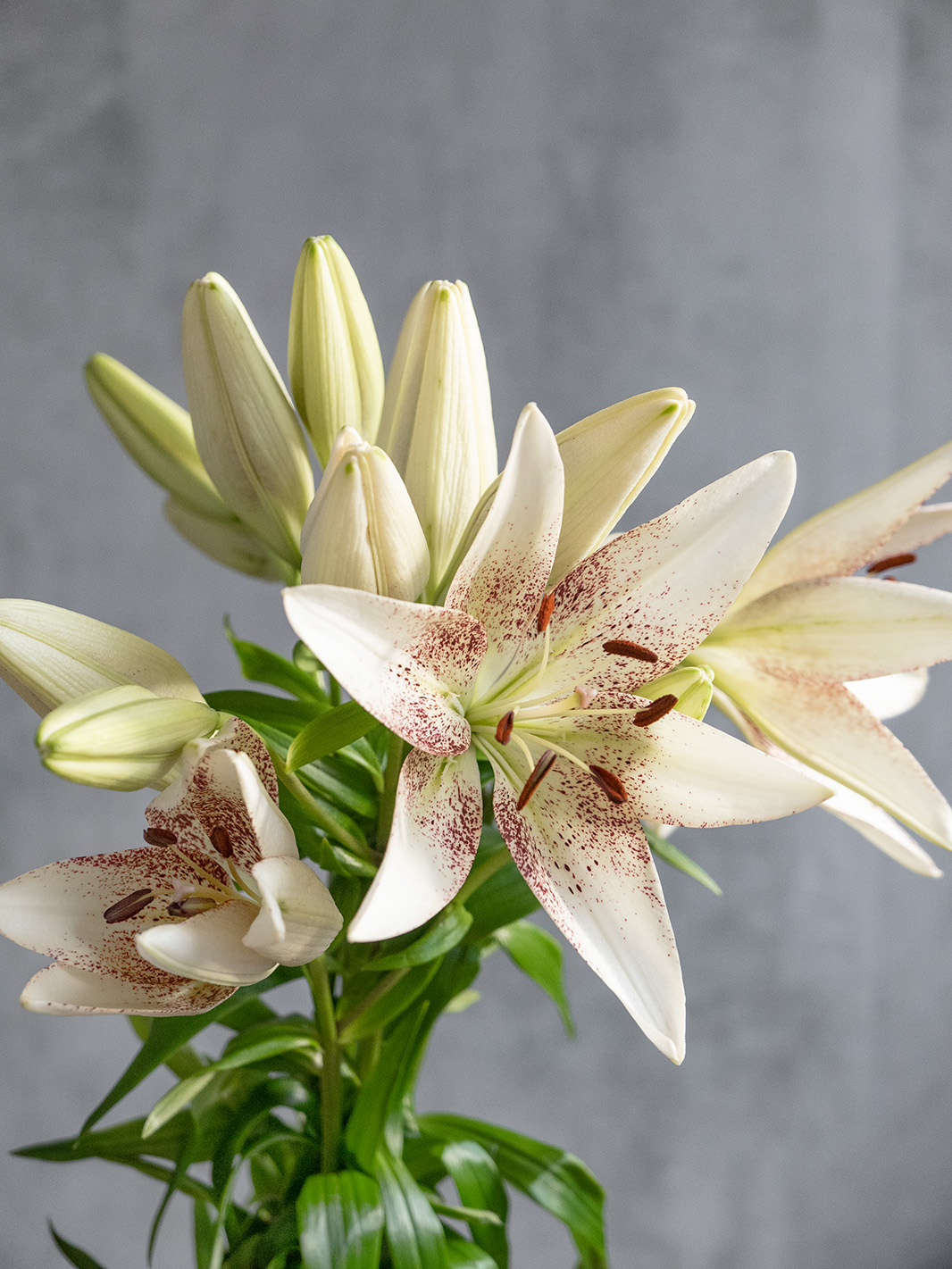 blumigo-lilien-spotify-schnittblume-wei-pink image 5