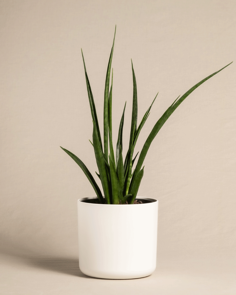 feey-variado-sansevieria-friends-zimmerpflanze-ohne-bertopf image 7