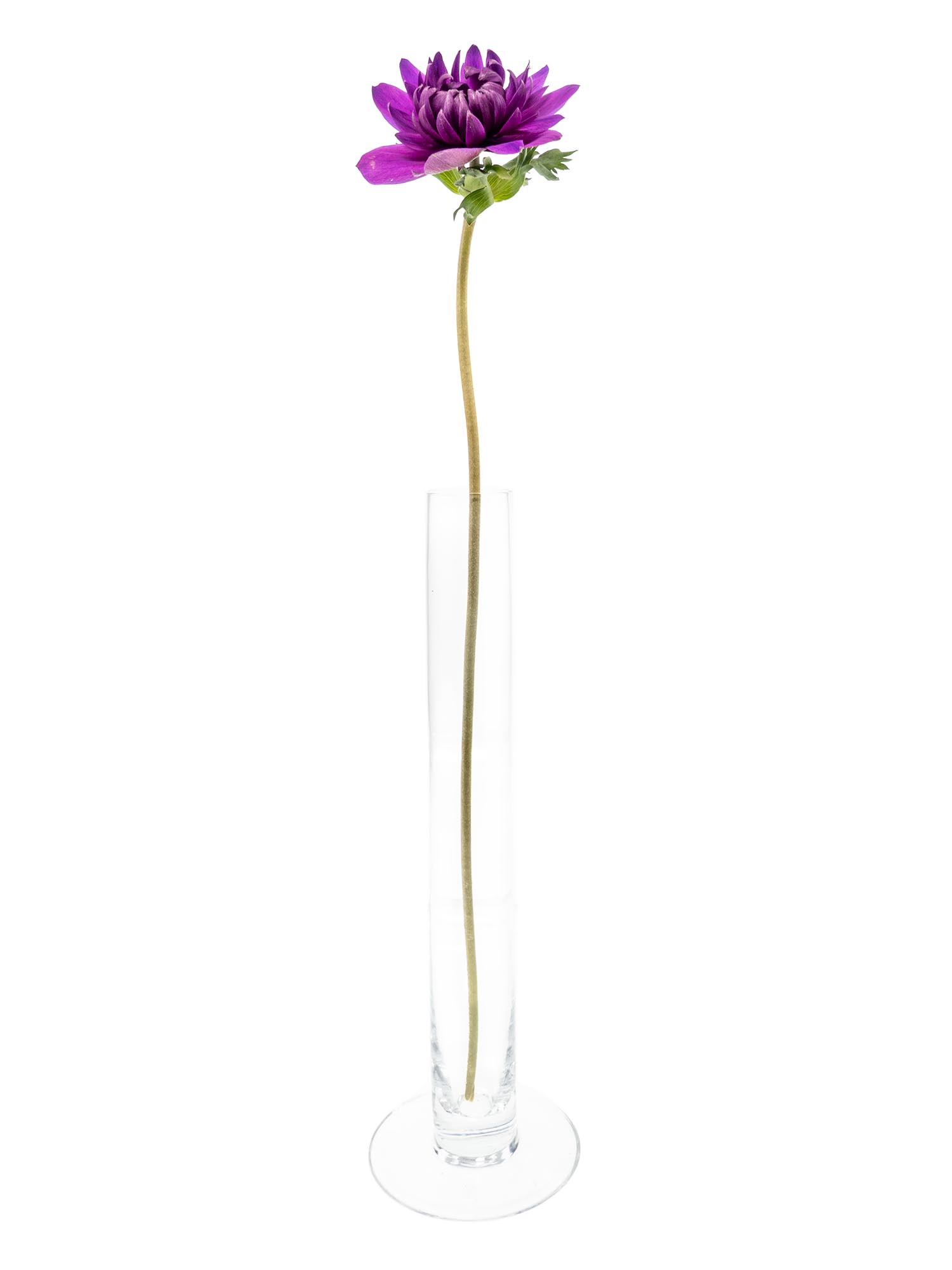 blumigo-anemonen-fullstar-jeans-schnittblumen-violett image 4