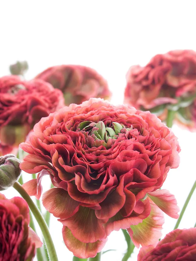 blumigo-ranunkeln-xl-ponpon-minerva-schnittblume-rot-gr-n image 1