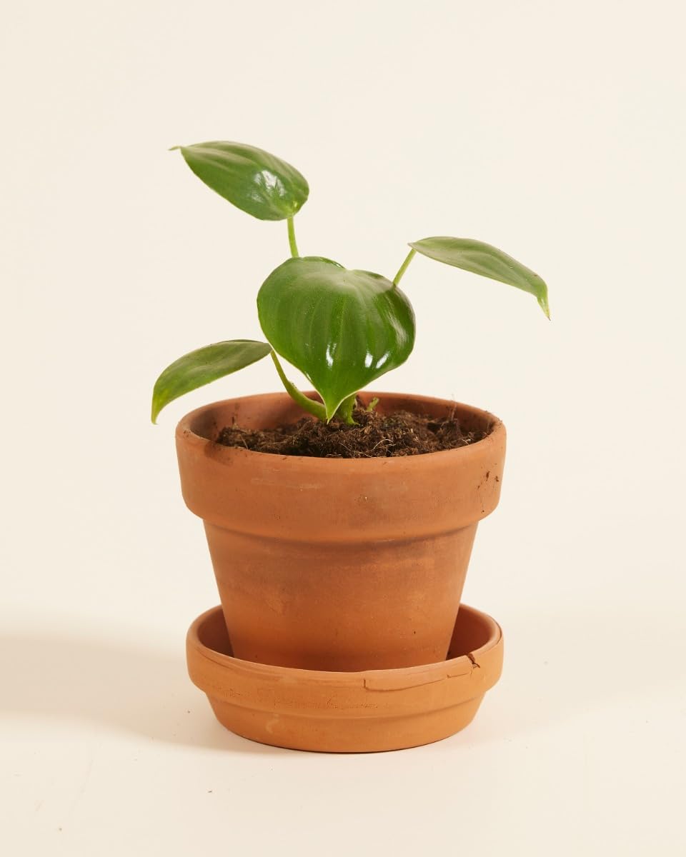 plnts-baby-philodendron-pittieri-zimmerpflanze-10-cm-pflegeleicht image 2