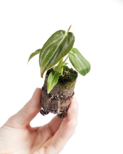 plnts-baby-philodendron-melanochrysum-zimmerpflanze-10cm image 8