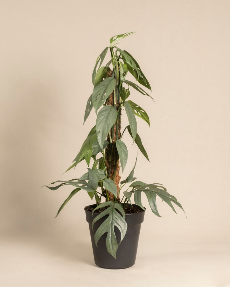 feey-variado-efeutute-cebu-blue-kokosstab-gro-e-pflanze image 3