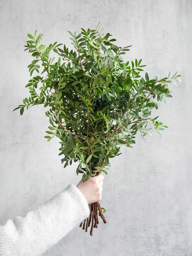 blumigo-exklusives-greenery-pistaziengr-n-schnittgr-n-beiwerk image 1