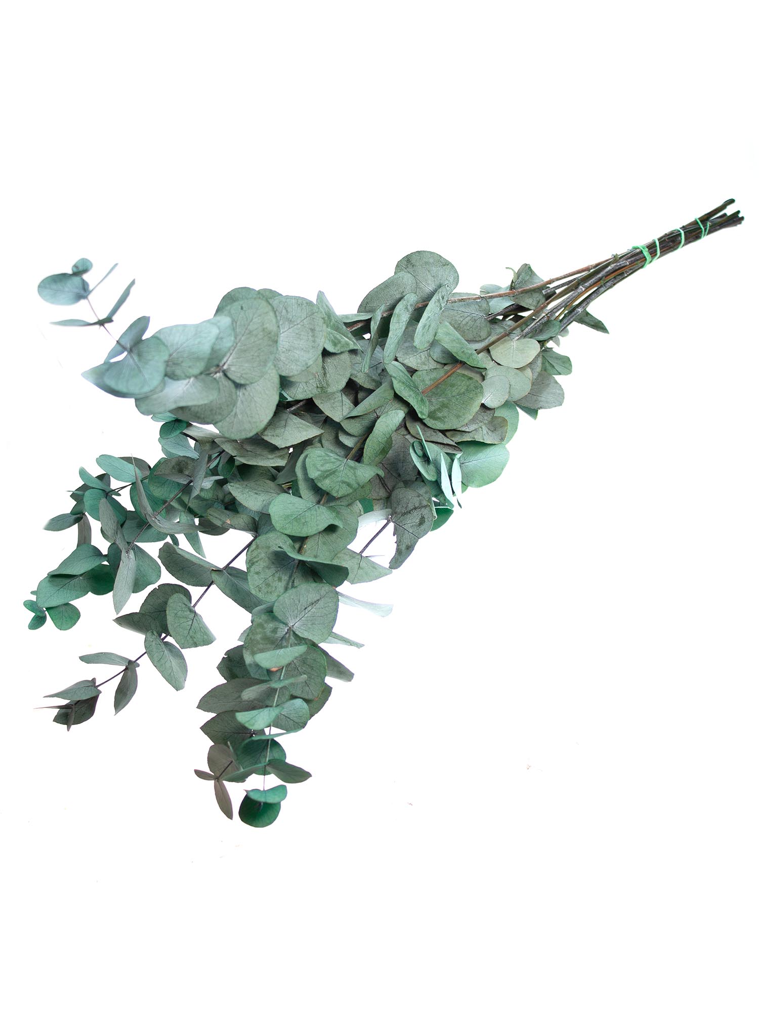 blumigo-trockenblumen-eukalyptus-cinerea-gr-n-konserviert image 3