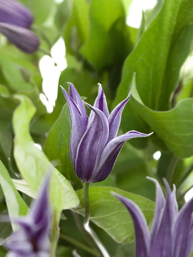 blumigo-blattwerk-clematis-amazing-oslo-violett-schnittblume image 1