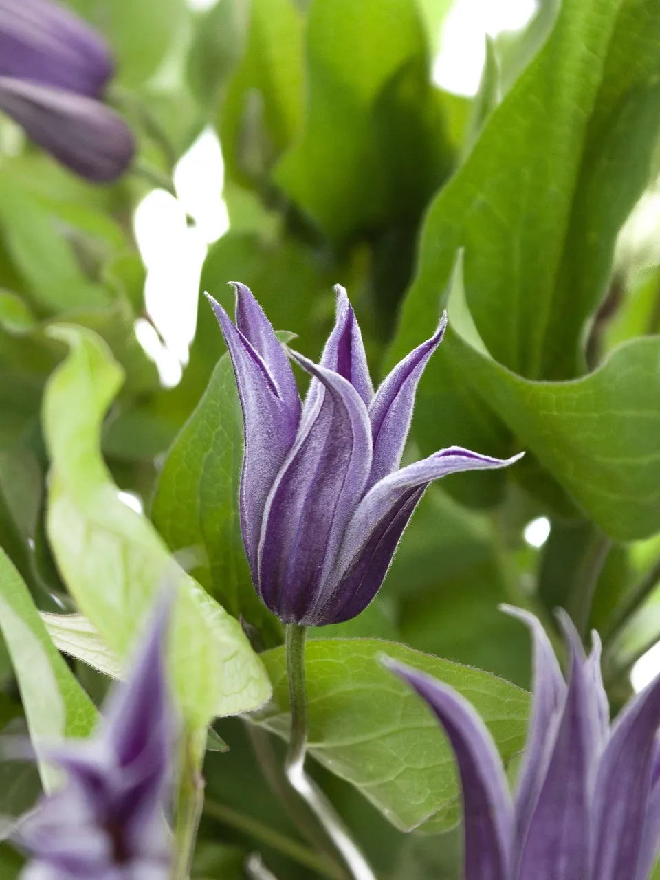 blumigo-blattwerk-clematis-amazing-oslo-violett-schnittblume image 1