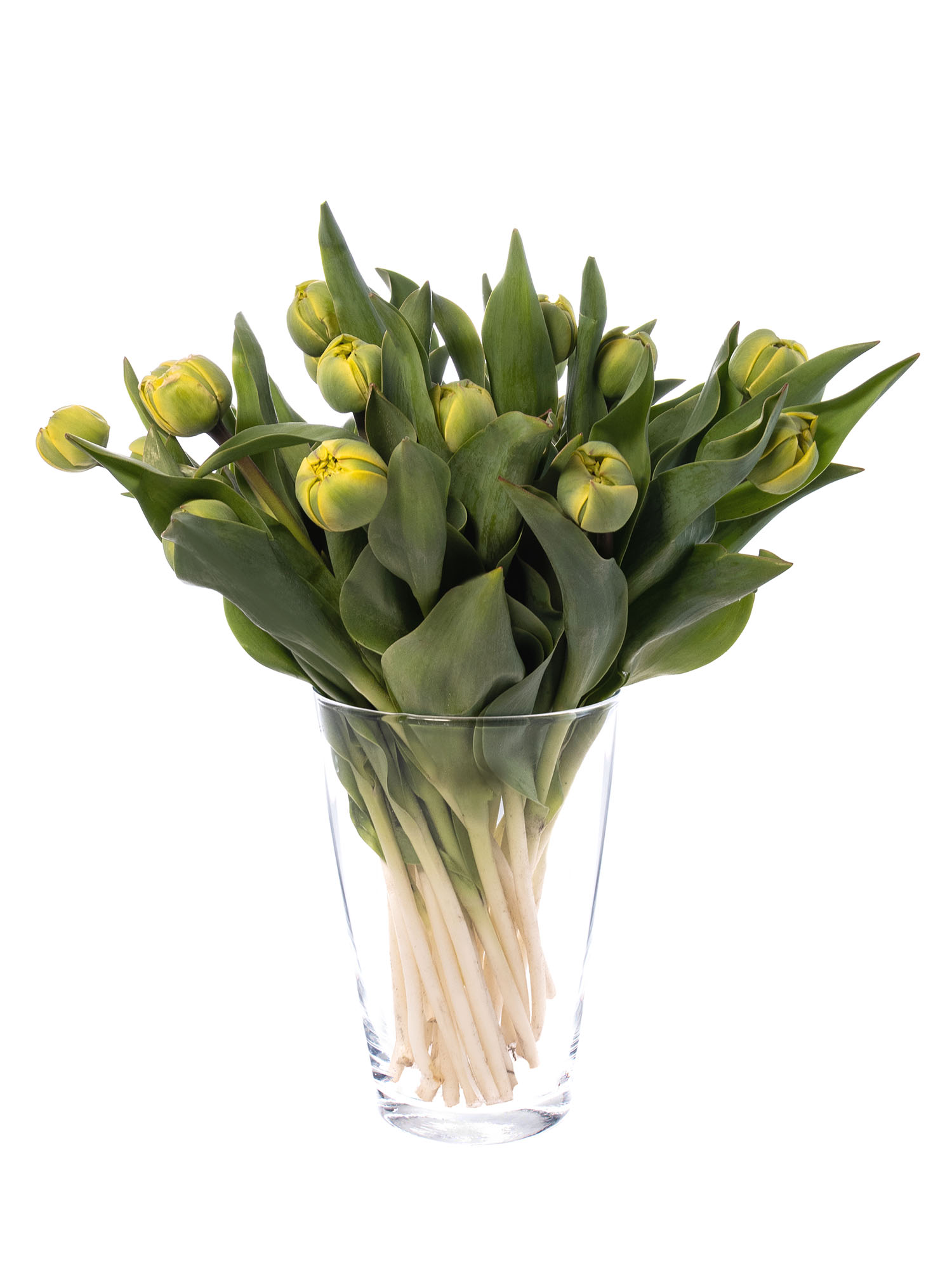 blumigo-tulpen-yellow-pompenette-gef-llt-gelb image 2