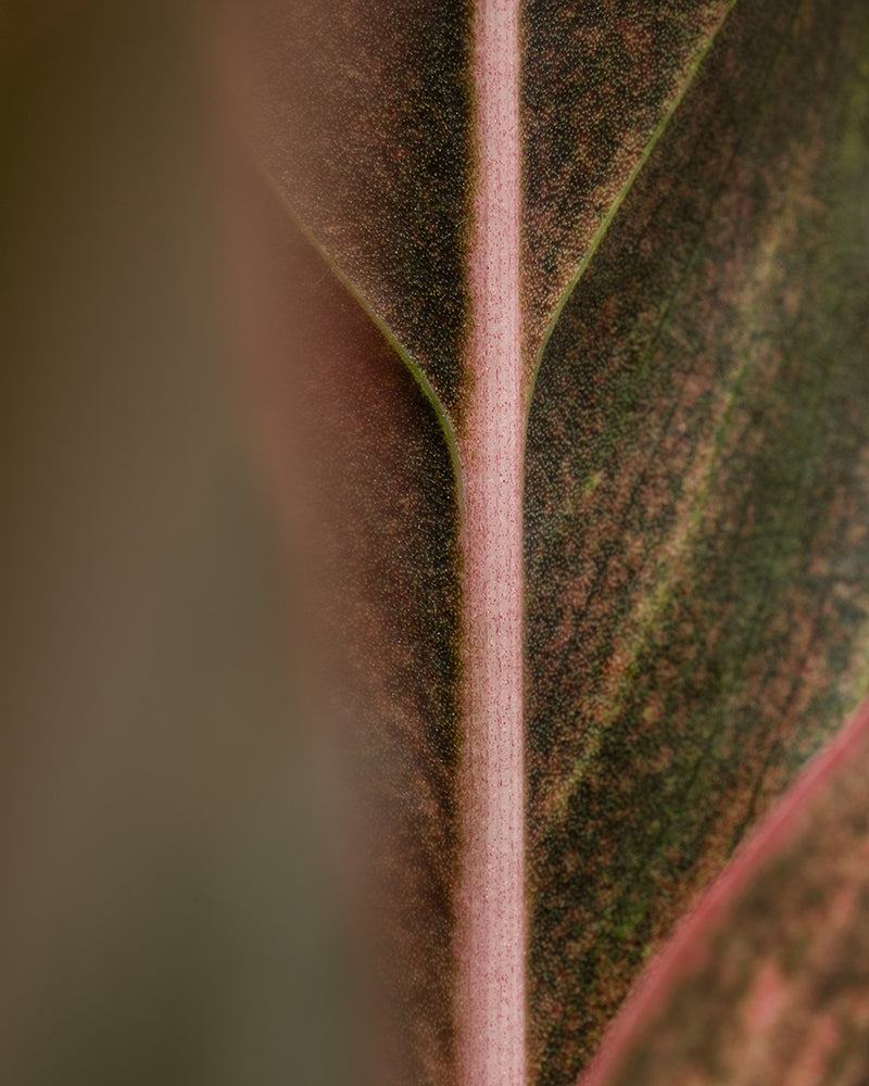 feey-variado-aglaonema-jungle-red-zimmerpflanze-ohne-bertopf image 2