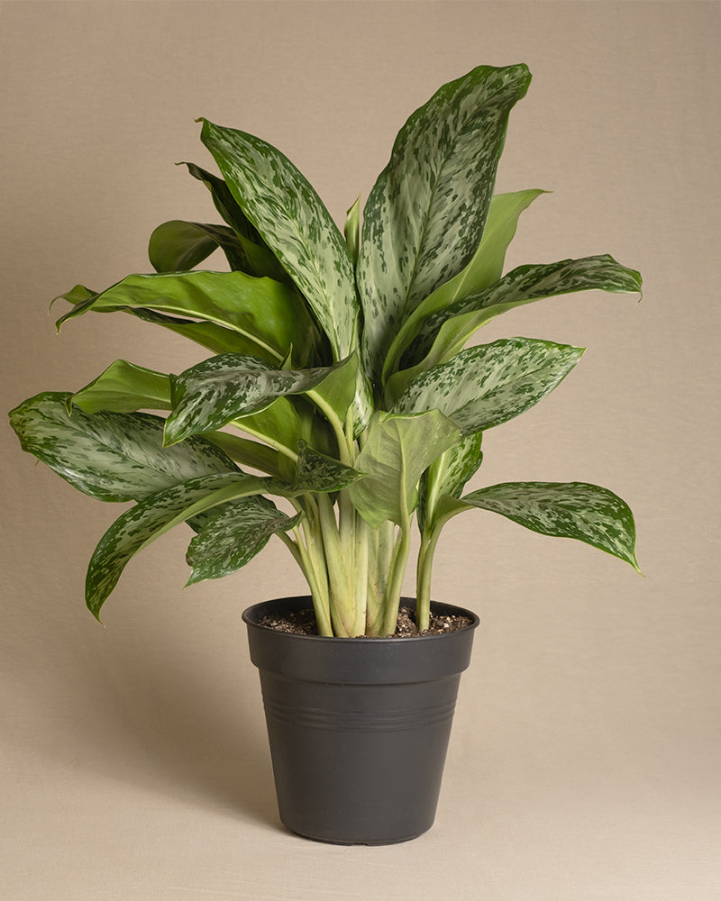 feey-variado-aglaonema-greenlight-zimmerpflanze-ohne-bertopf image 3