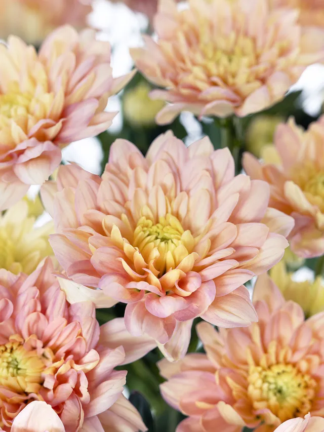 blumigo-chrysanthemen-baltica-salmon-schnittblume-apricot image 1