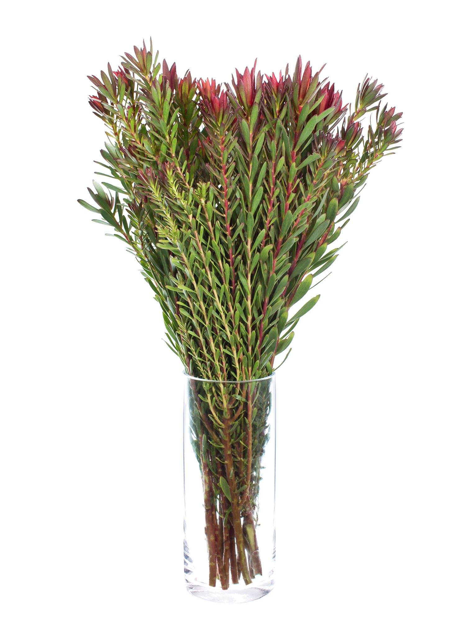 blumigo-proteen-leucadendron-safari-sunset-schnittblume-rot-gr-n image 2