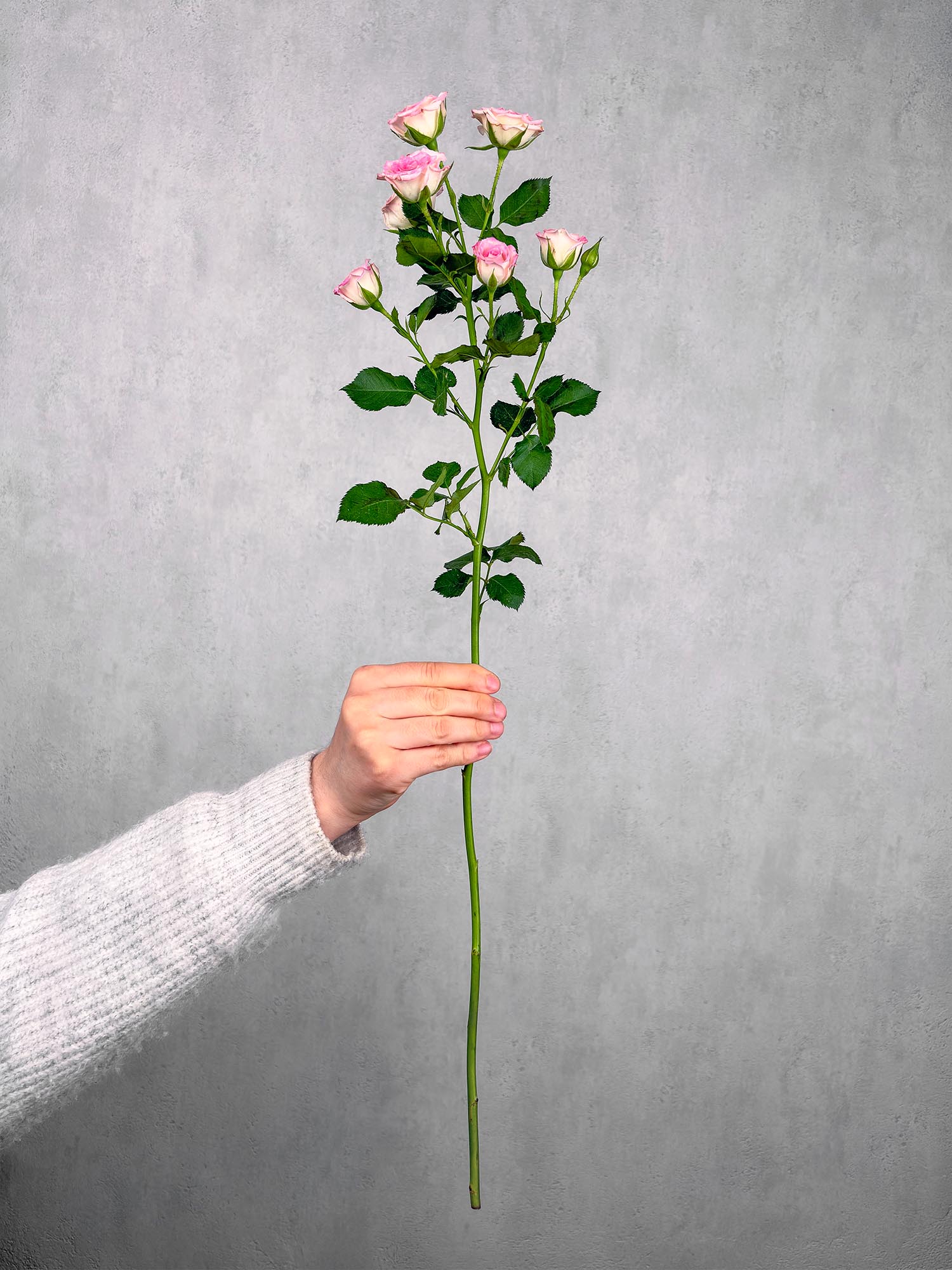 blumigo-rosen-creamy-twister-rosa-wei-verzweigt image 3
