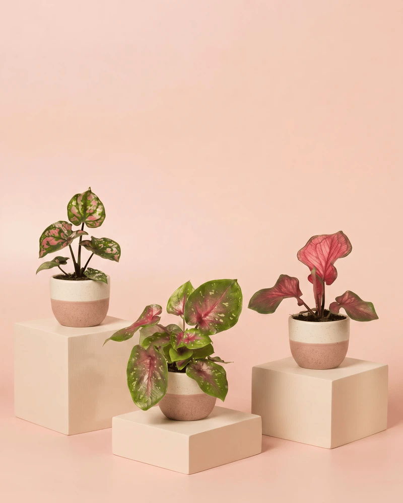 feey-variado-baby-caladium-buntblatt-3er-set-gemischt image 5