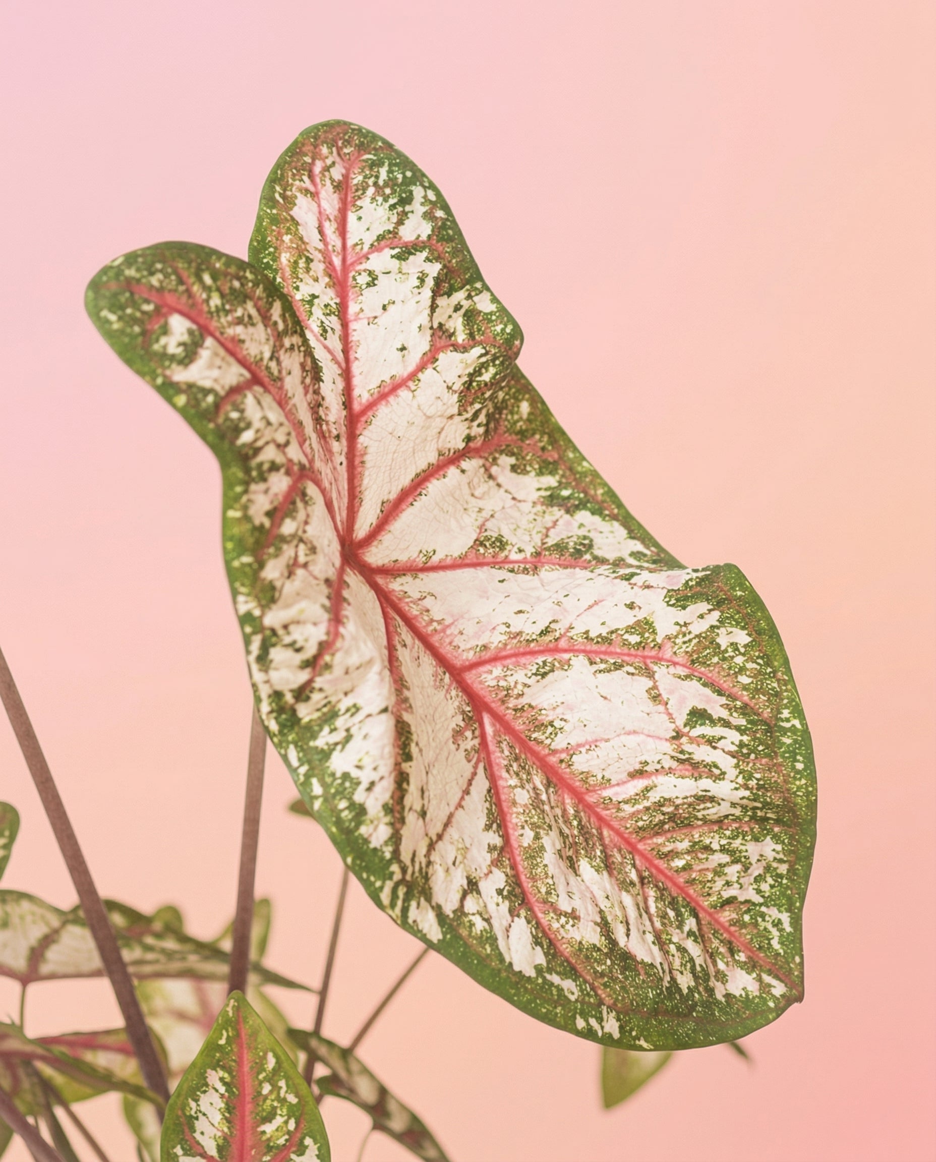 feey-variado-caladium-tapestry-bunte-zimmerpflanze-im-22-topf-ohne-bertopf image 2