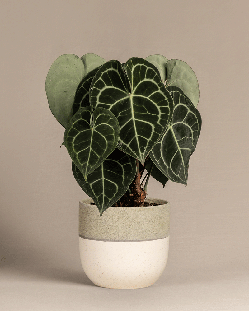 feey-variado-anthurium-clarinervium-zimmerpflanze-ohne-topf image 5