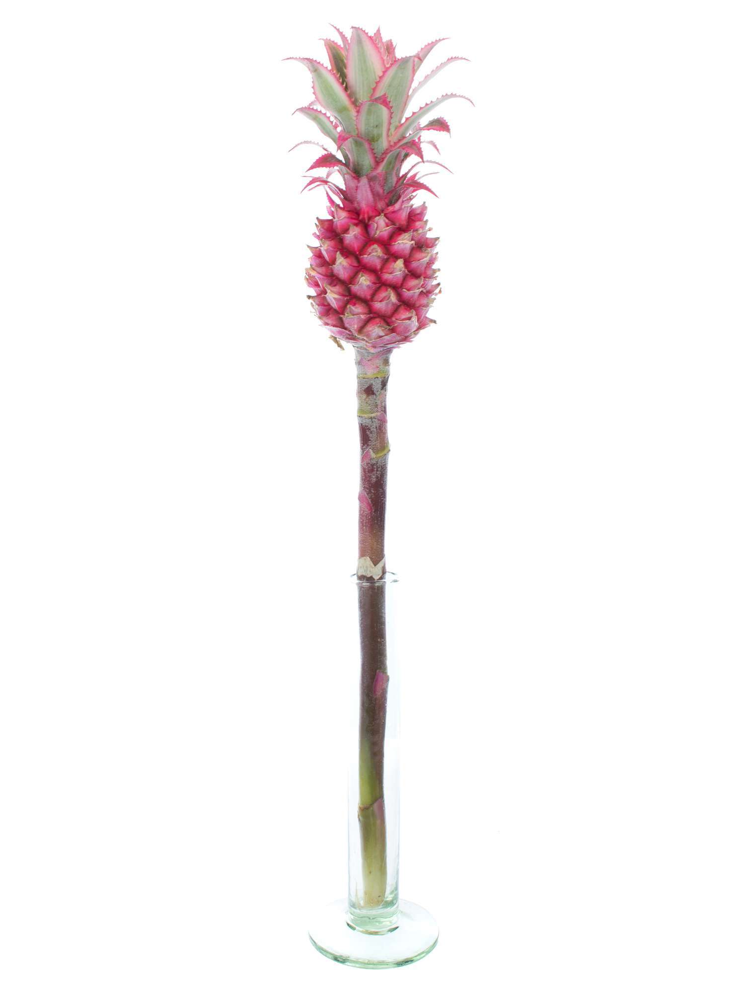 blumigo-zierananas-schnittfrucht-rot-pink-st-ck image 5