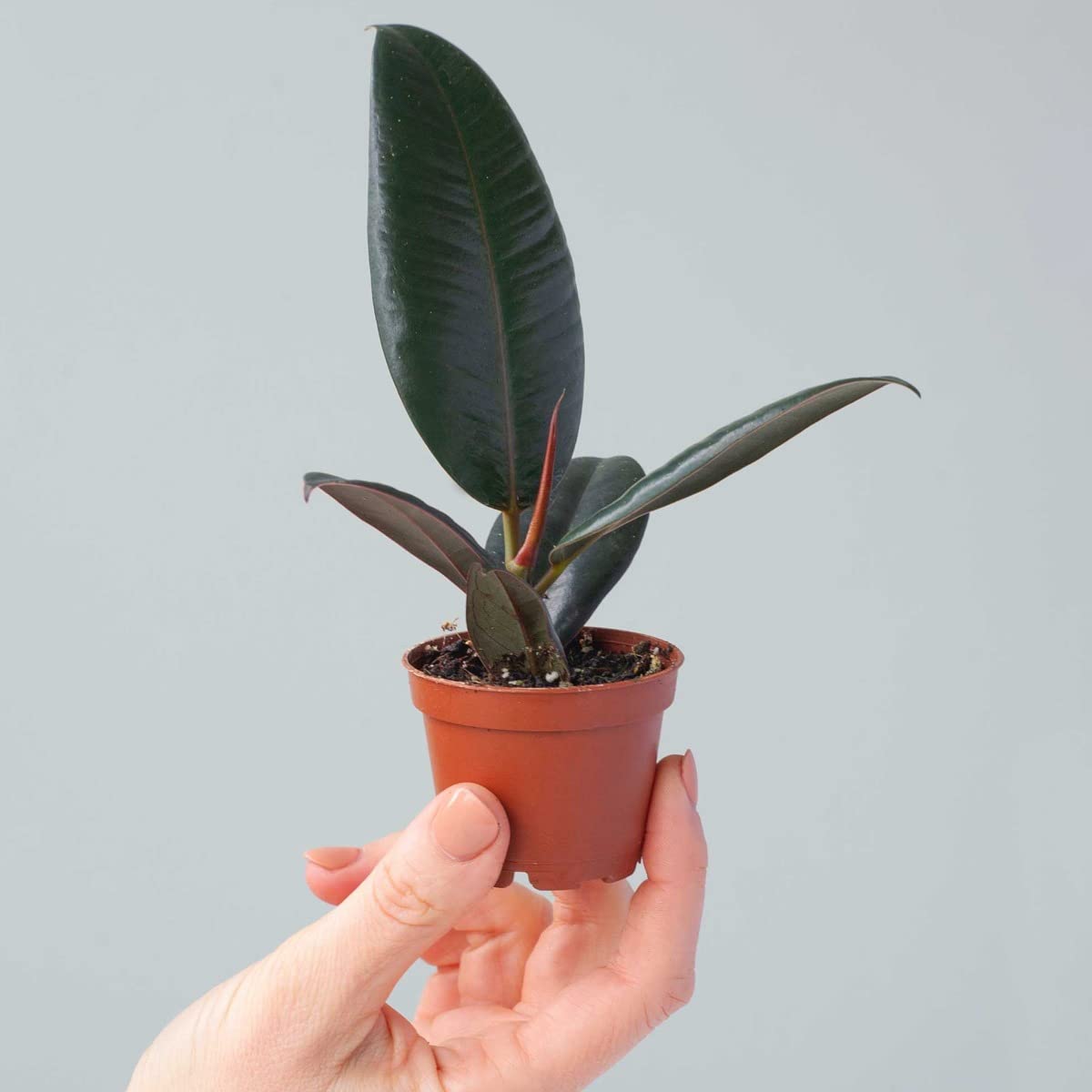 plnts-baby-ficus-robusta-gummibaum-zimmerpflanze-15-cm image 5