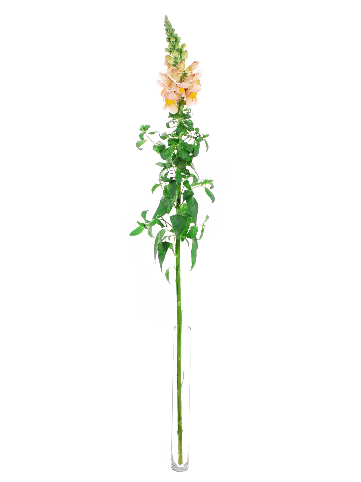 blumigo-l-wenm-ulchen-costa-apricot-schnittblumen-apricot-rosa image 3