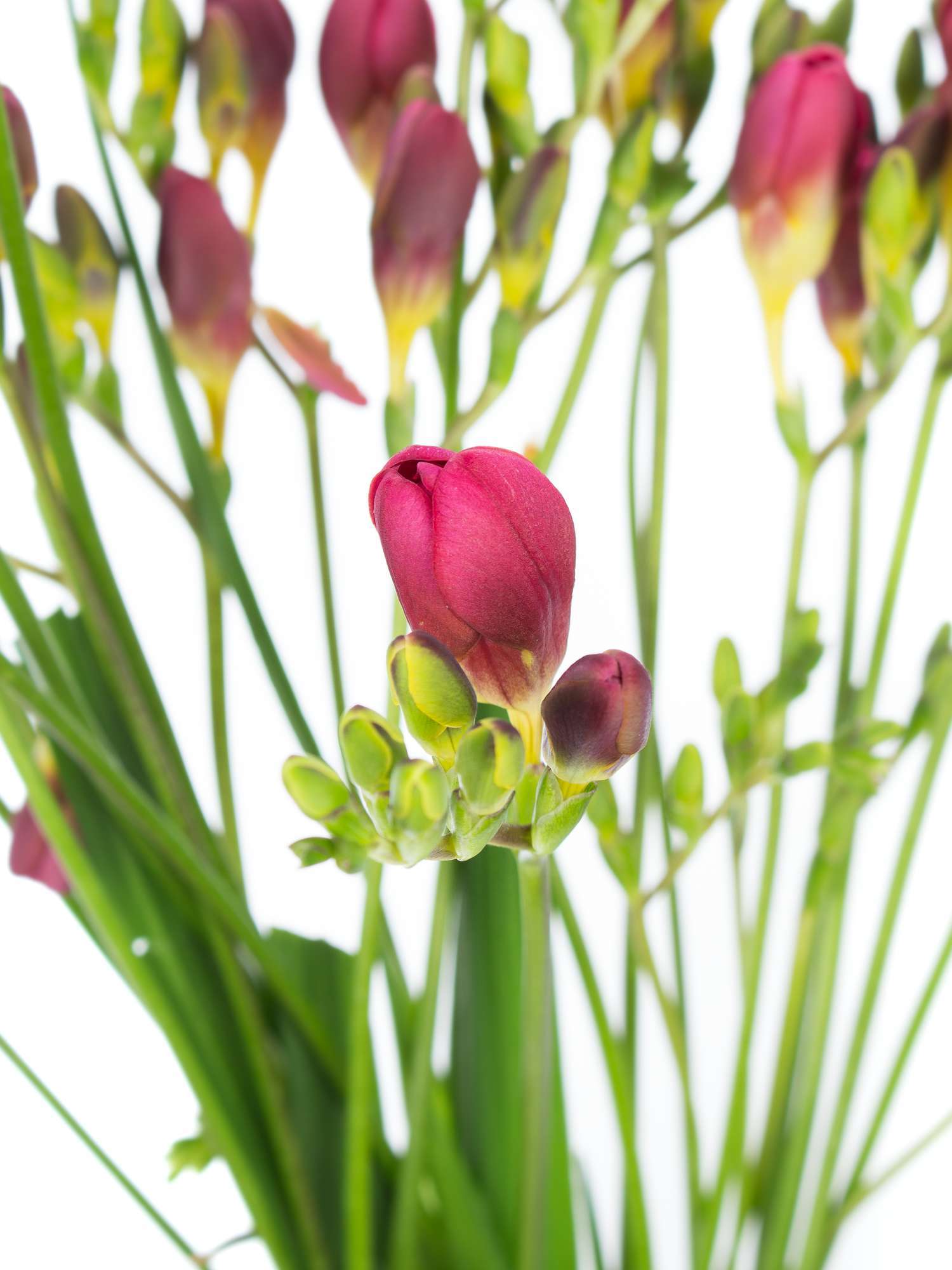 blumigo-freesien-longbeach-vera-schnittblume-duftend image 1