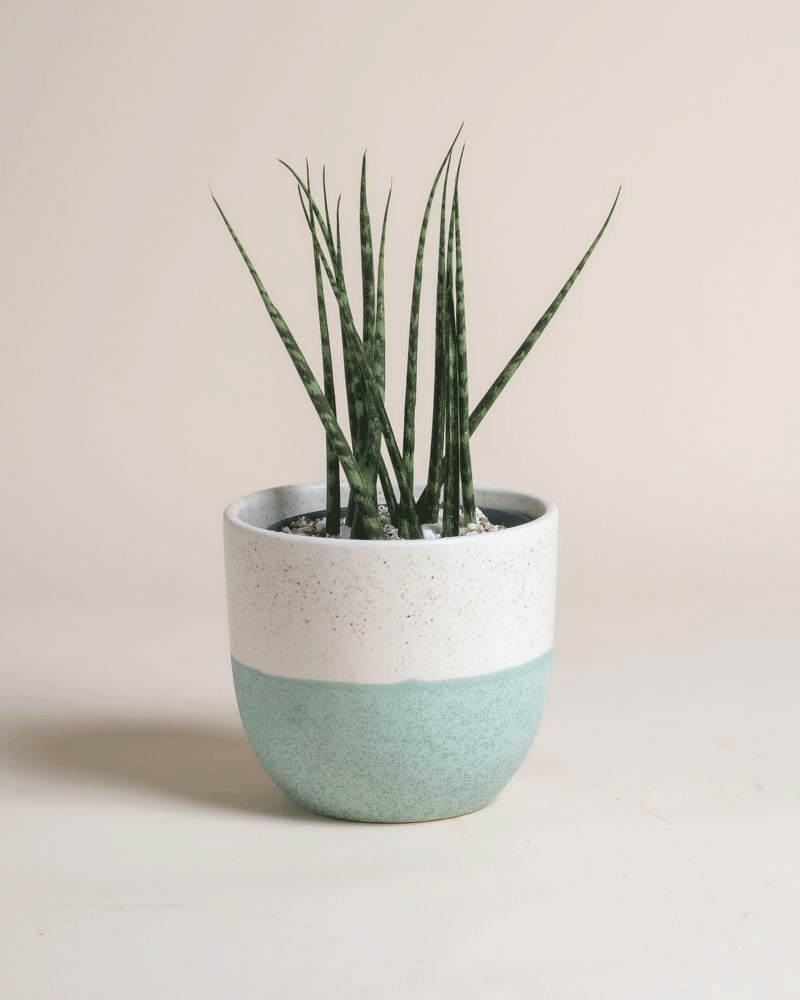 feey-variado-sansevieria-mikado-zimmerpflanze-pflegeleicht image 4