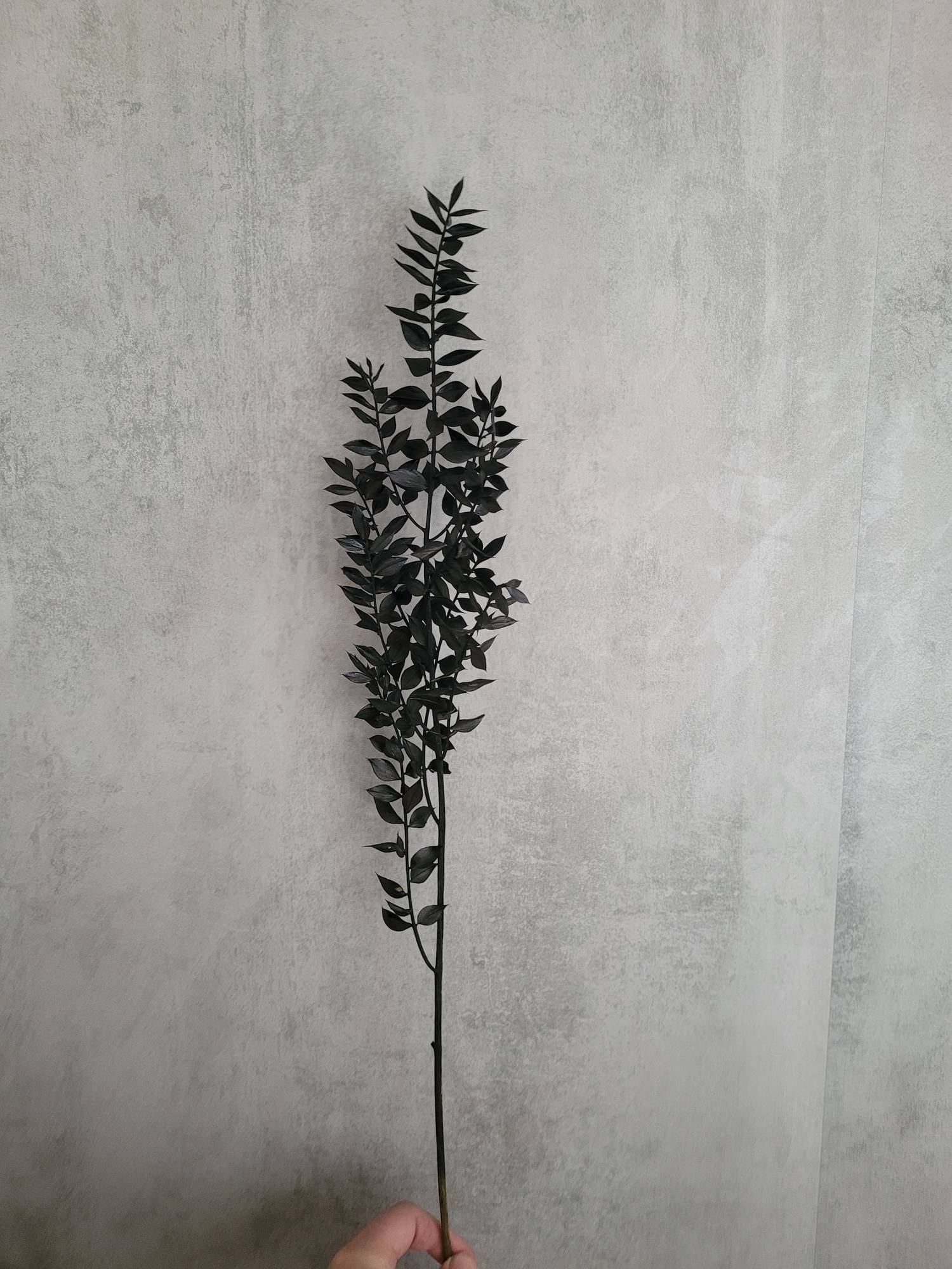 blumigo-ruscus-m-usedorn-schwarz-trockenblume image 1