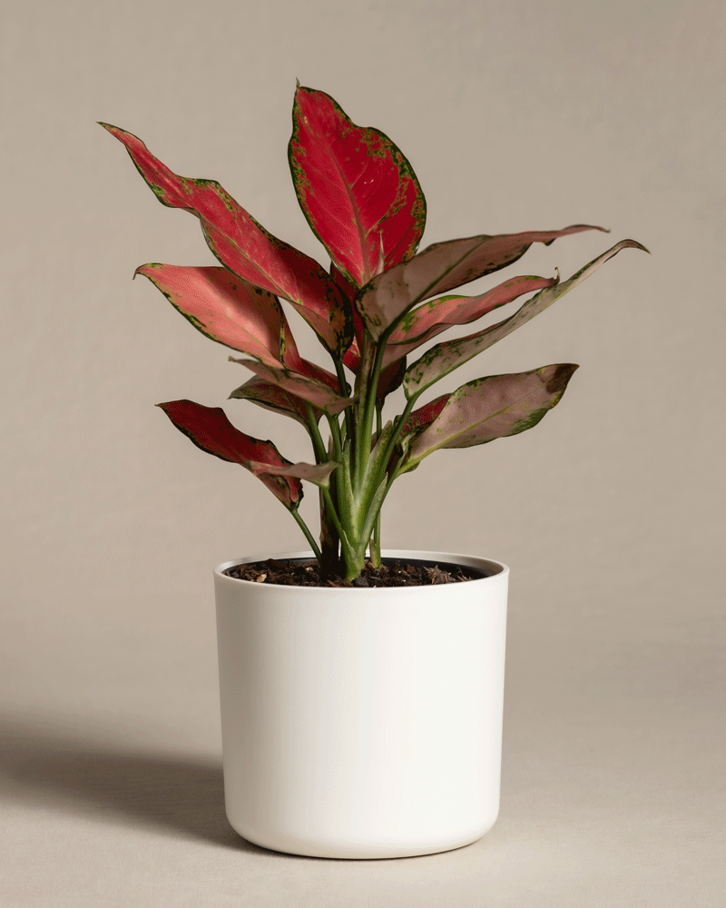feey-aglaonema-cherry-baby-zimmerpflanze-klein-rot image 7