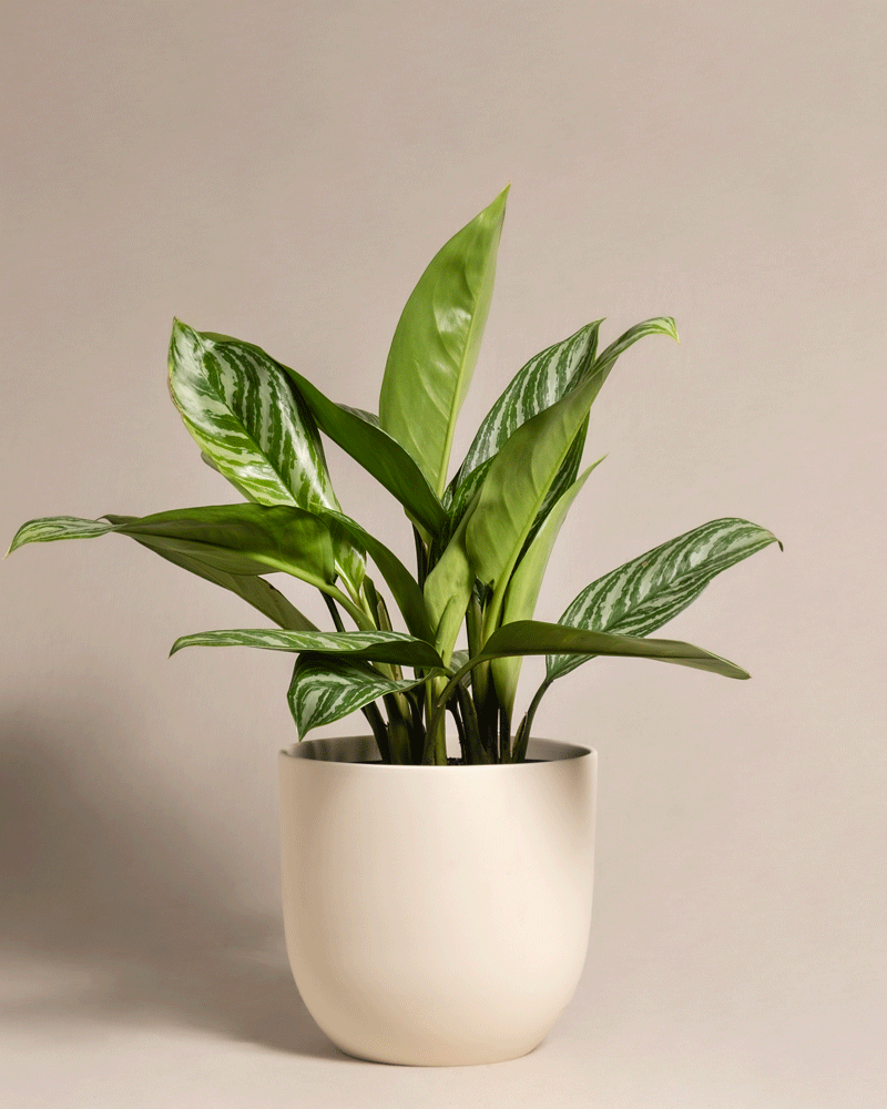 feey-variado-aglaonema-stripes-zimmerpflanze-ohne-bertopf image 6