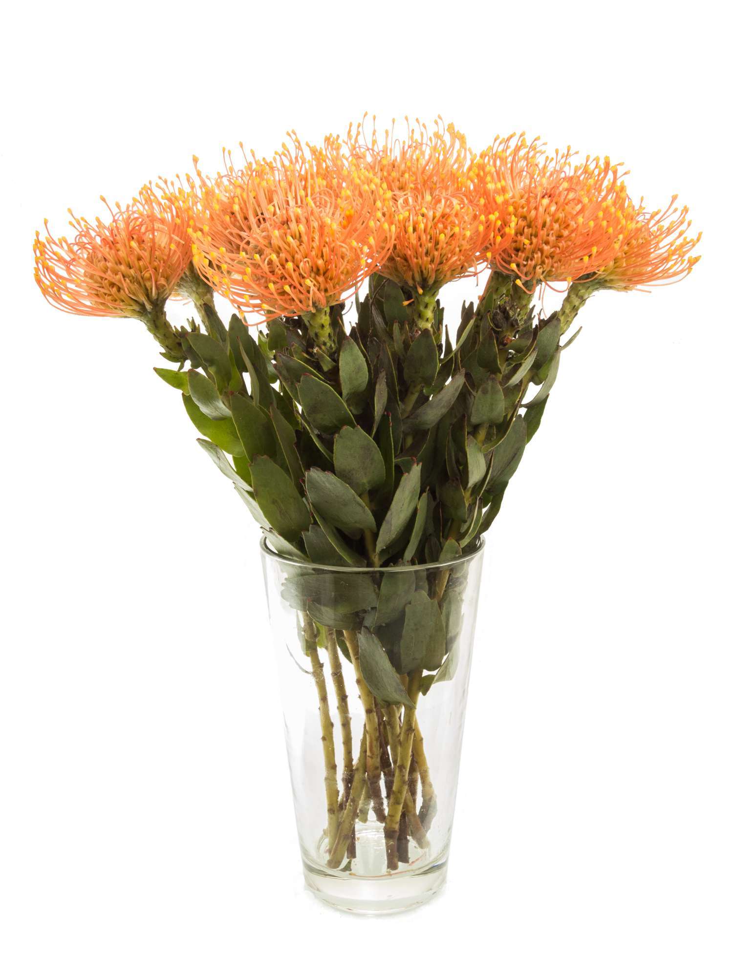 blumigo-golden-dust-nadelkissen-protea-schnittblume-orange-gelb image 2